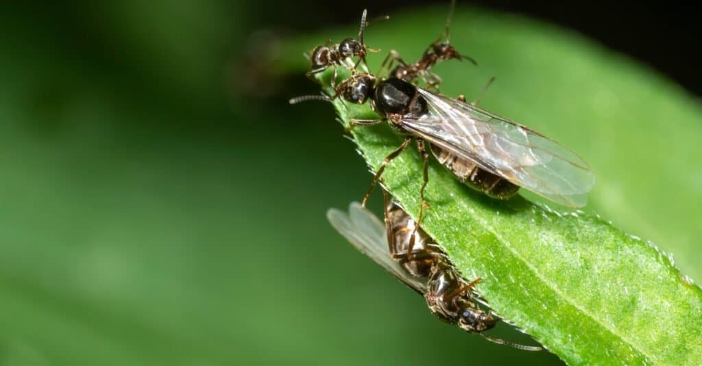 How Are Ant Hills Made? Plus 8 Other Facts About These Amazing Insects