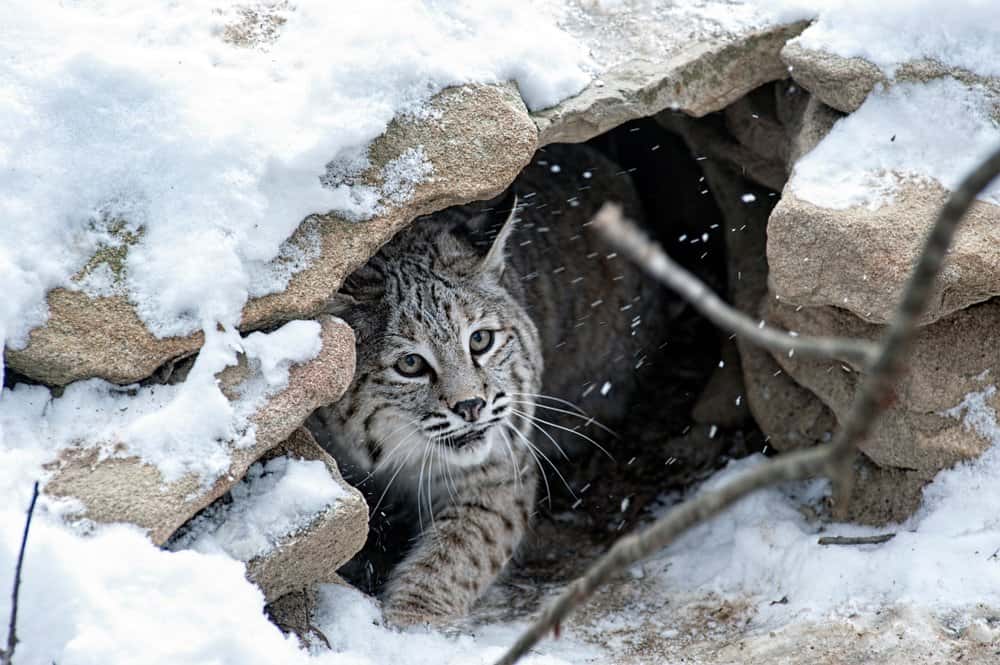 Watch This Bobcat Attack a Groundhog Thinking It's Easy Lunch Only To Be Sent Away With Tail Between Legs