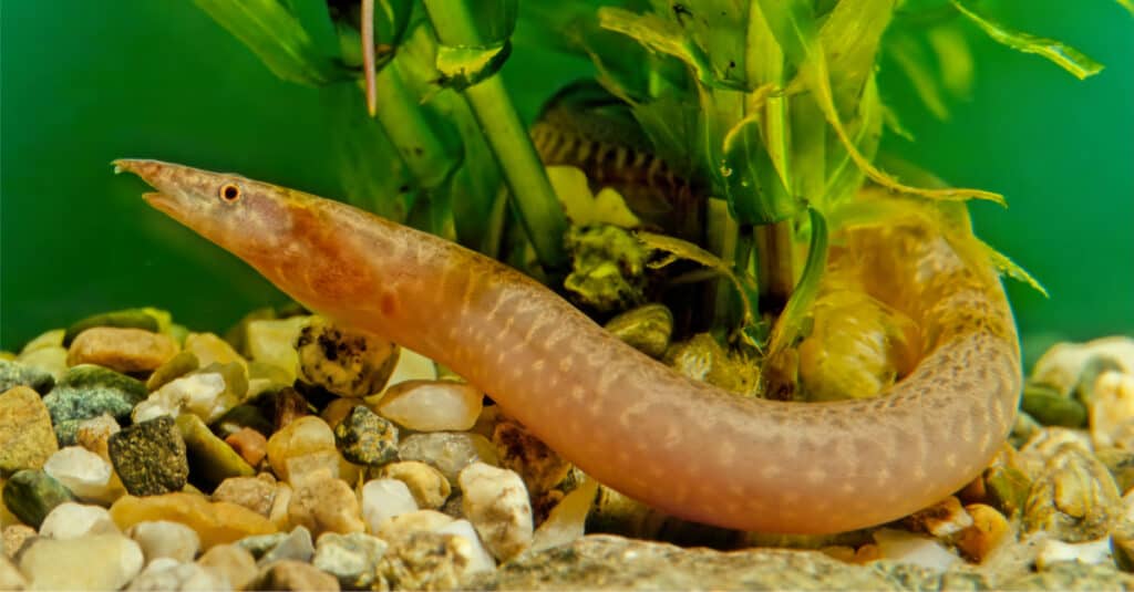 Baby Eel: 10 Pictures and 10 Amazing Facts