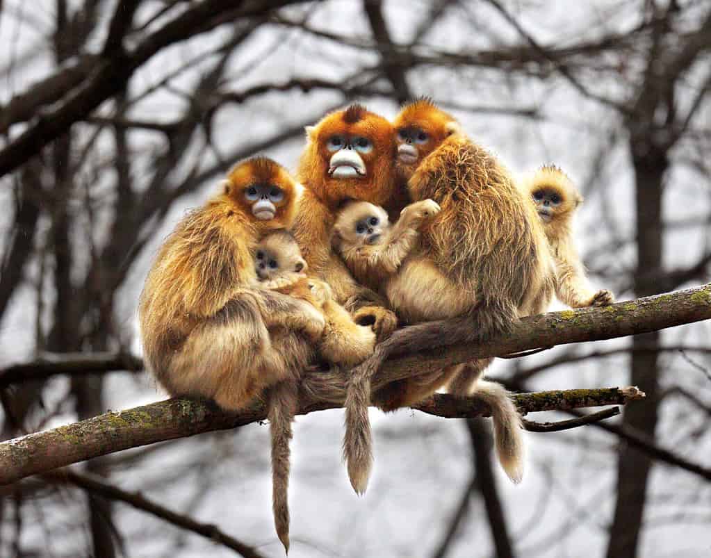 Why Do Monkeys Hug? Hugging Behavior Explained