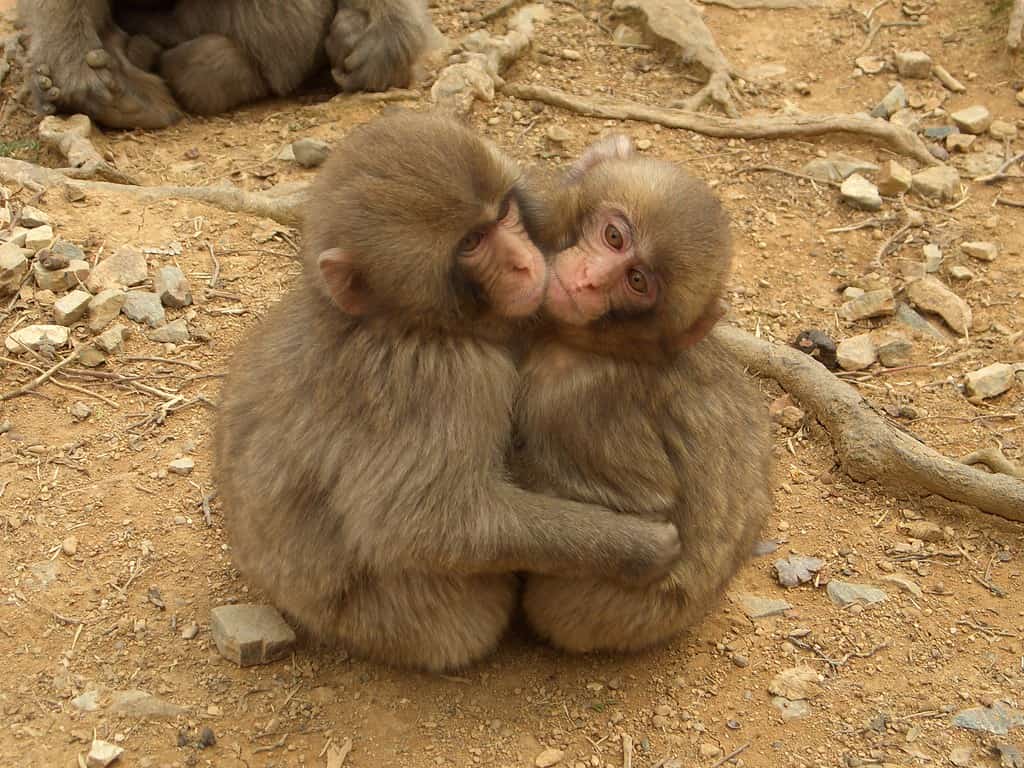 Why Do Monkeys Hug? Hugging Behavior Explained