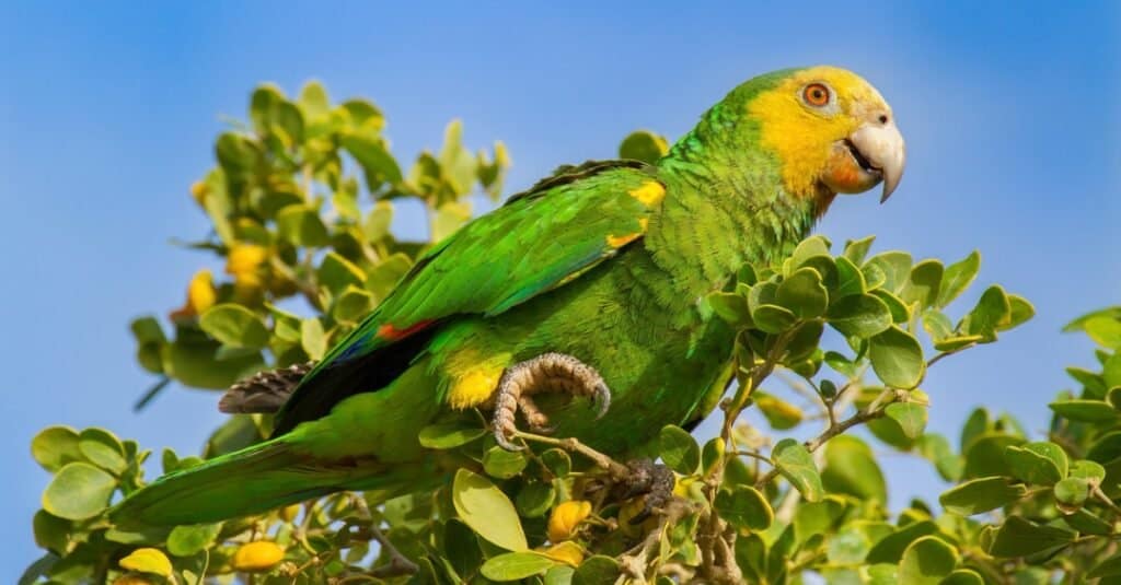 How Smart Are Parrots? Everything We Know About Their Intelligence