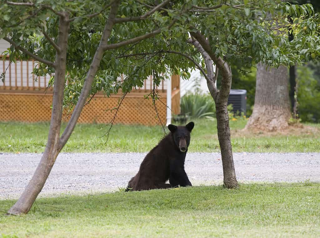 7 Reasons You Need to Stop Feeding Wildlife