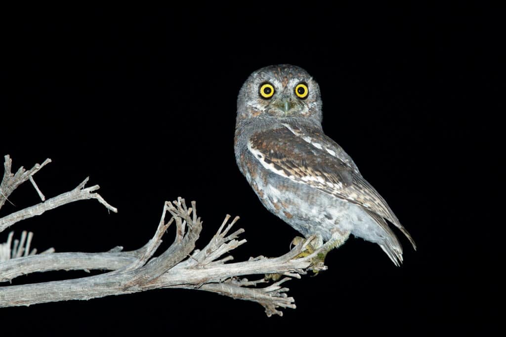 Discover 13 Types of Owls in Arizona (From Rarest to Most Common)