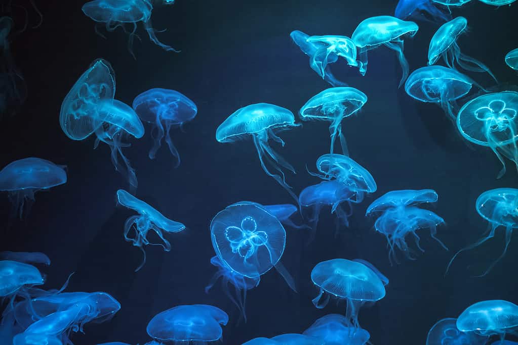 Baby Jellyfish: 6 Pictures and 6 Amazing Facts