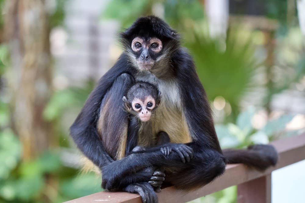 Why Do Monkeys Hug? Hugging Behavior Explained