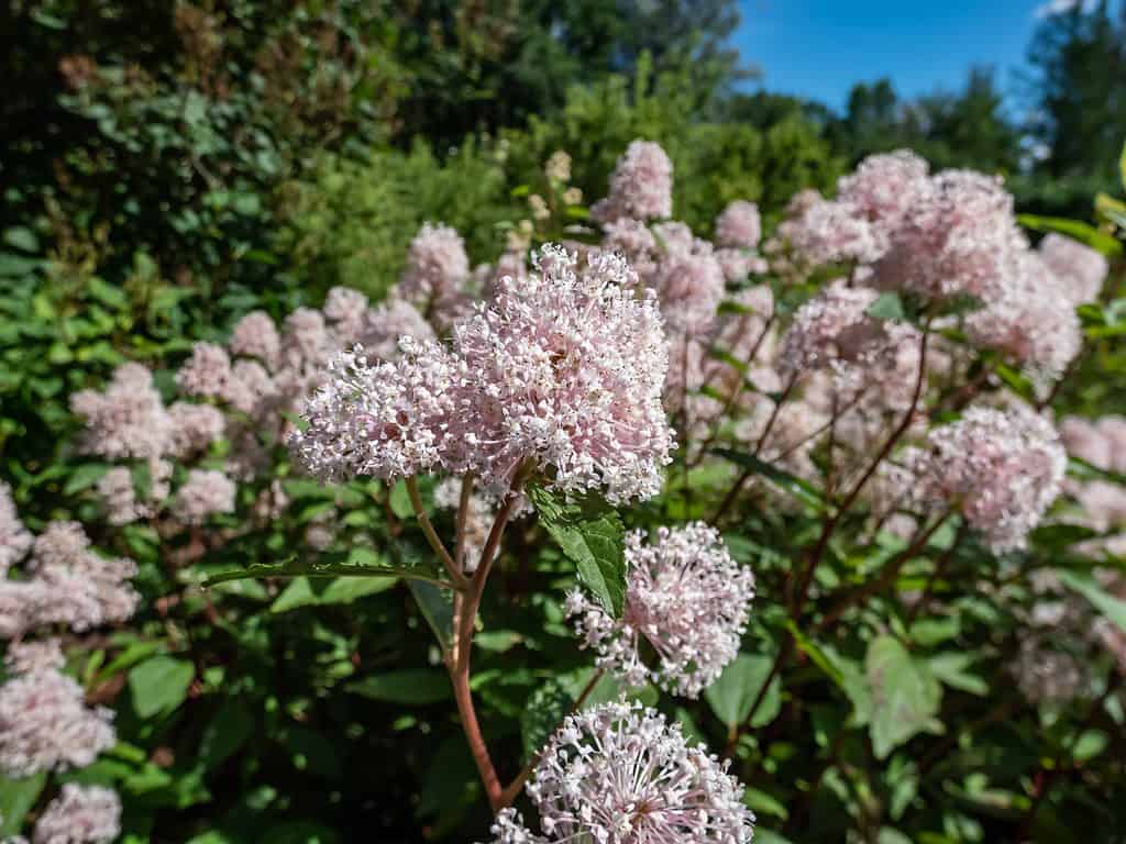 The 61 Best Plants to Grow to Make Your Own Delicious Tea