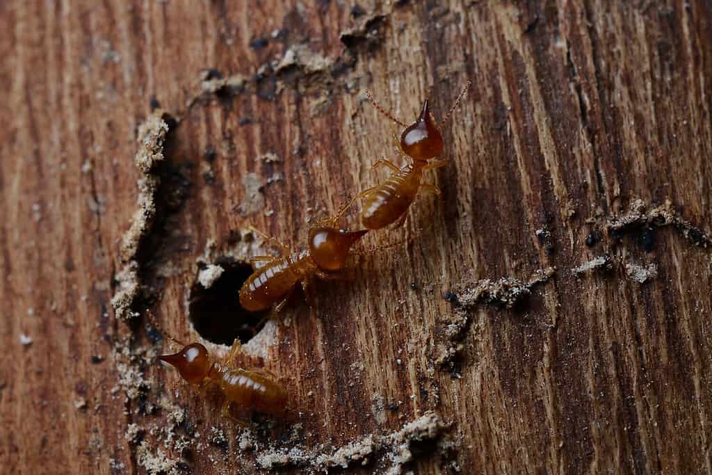 Termites in Arizona: Types, Risks, and How to Prevent Them