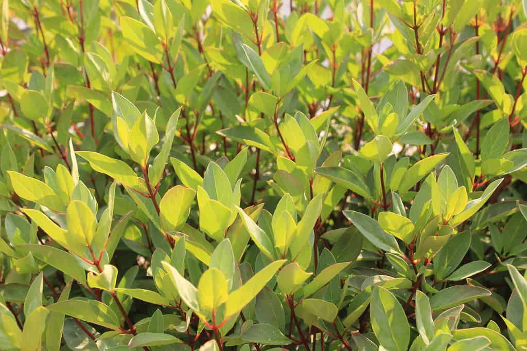 The 61 Best Plants to Grow to Make Your Own Delicious Tea