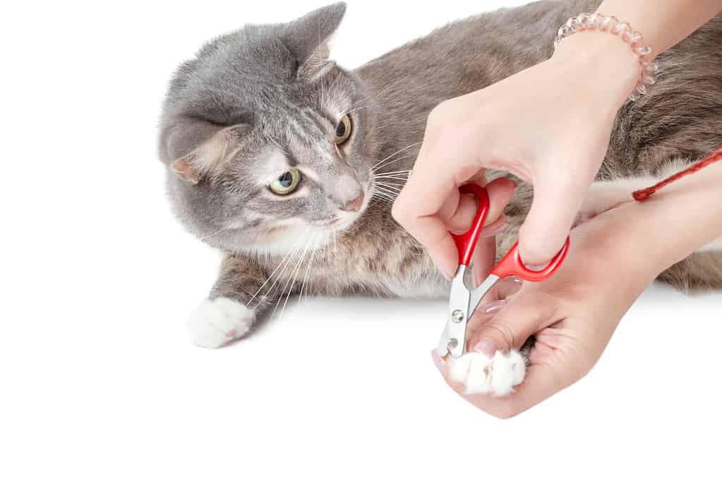 Does My Cat Have Arthritis? 13 Signs and Symptoms