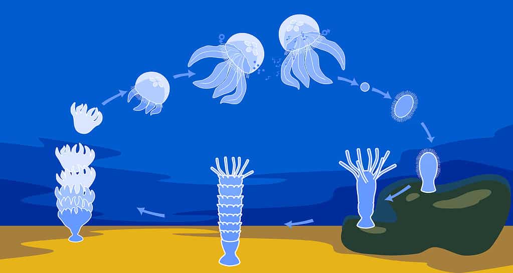 Baby Jellyfish: 6 Pictures and 6 Amazing Facts