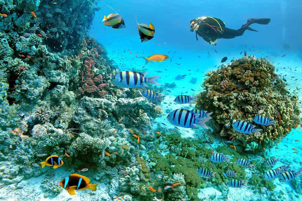 The 8 Most Beautiful and Colorful Coral Reefs in the World