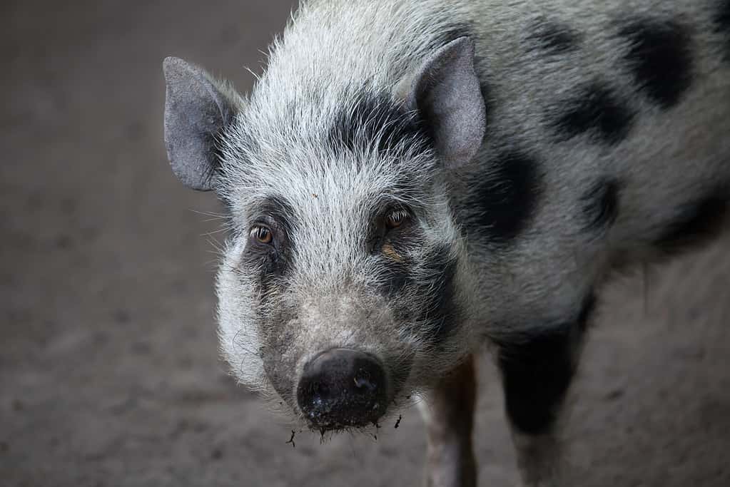 Watch This Naughty Micro Pig Hilariously Roll Down a Hill Without Waking Up