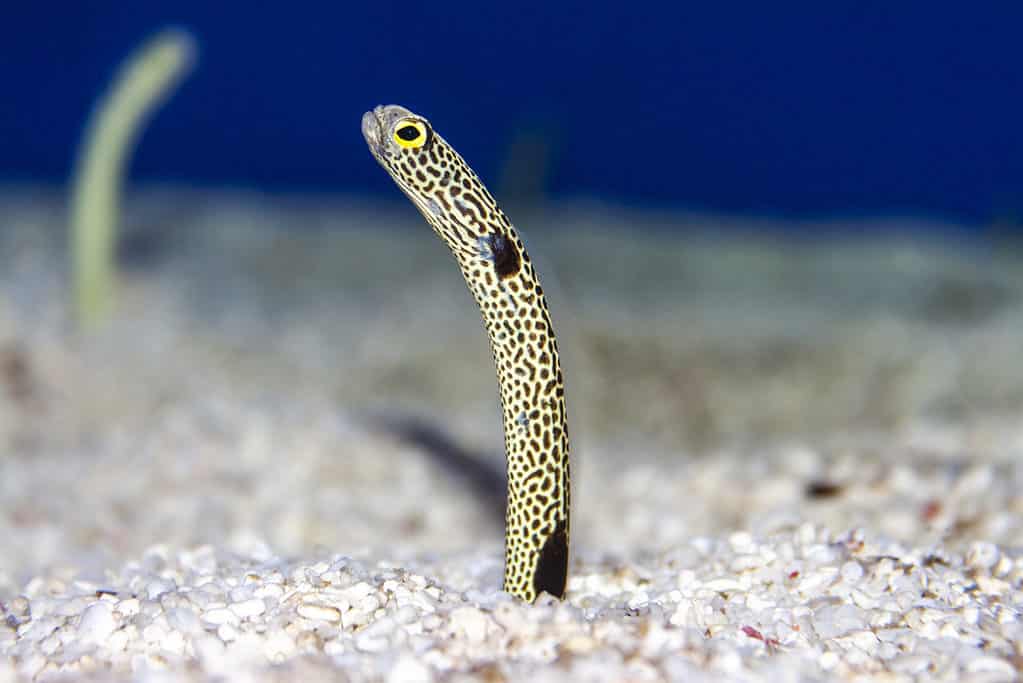 Baby Eel: 10 Pictures and 10 Amazing Facts