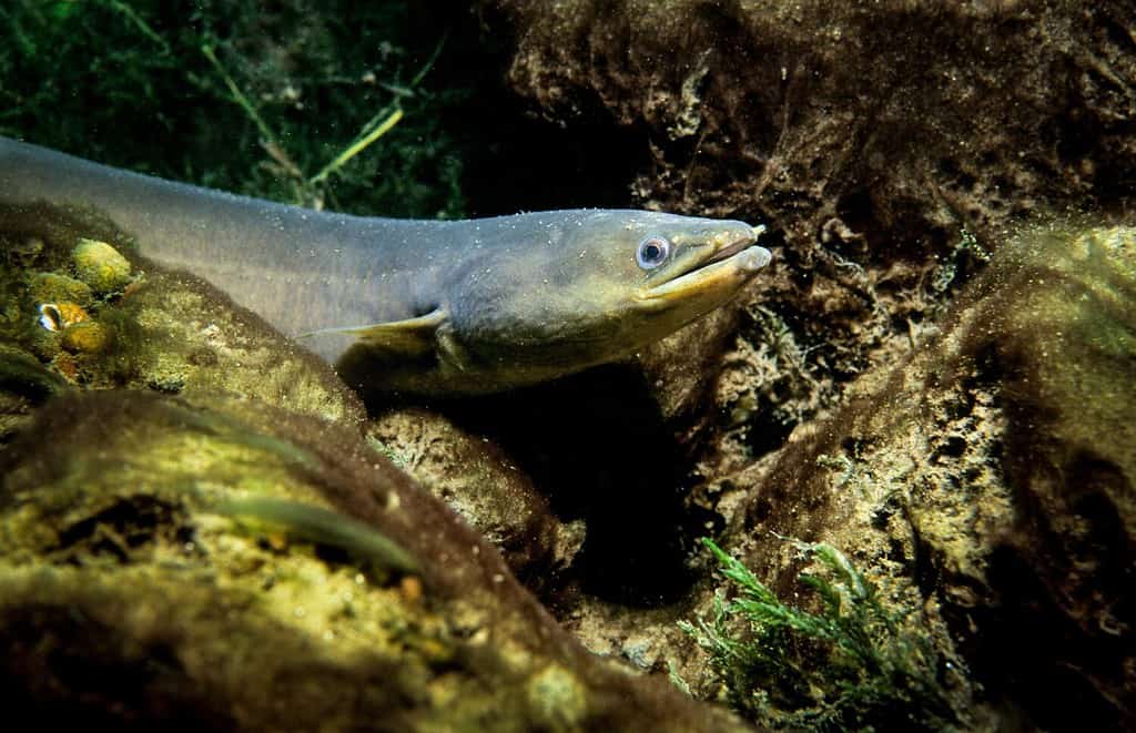 Baby Eel: 10 Pictures and 10 Amazing Facts