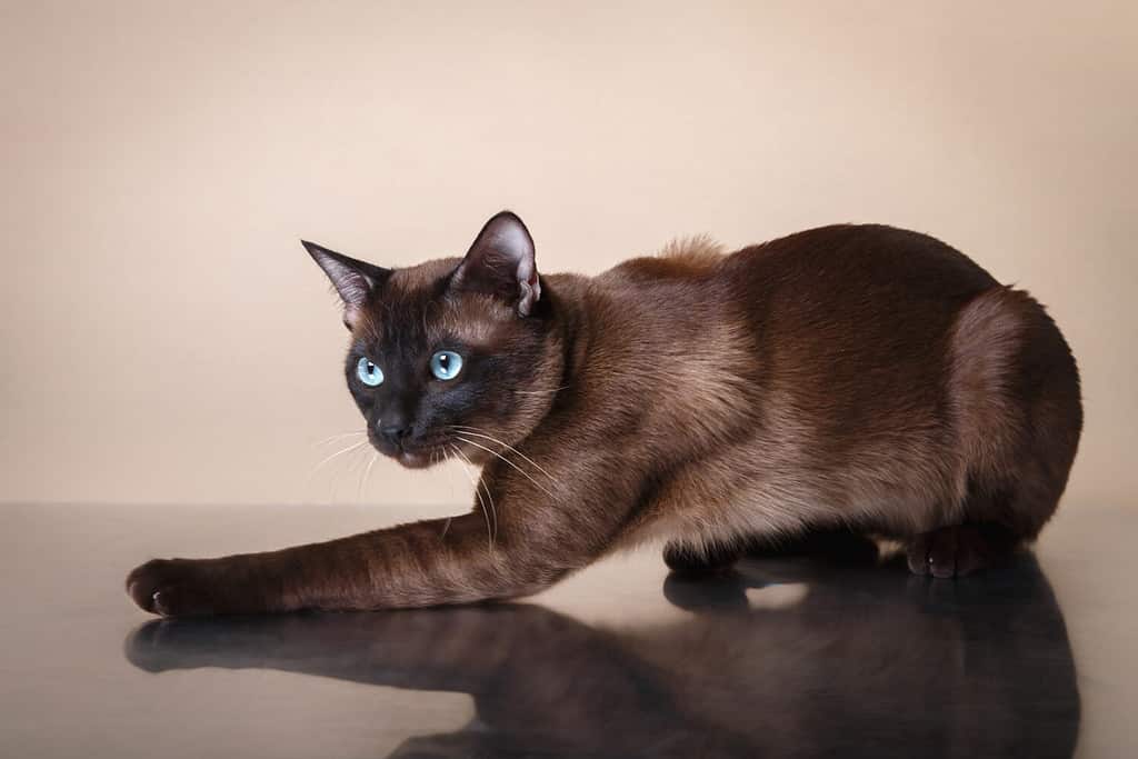 Does My Cat Have Arthritis? 13 Signs and Symptoms