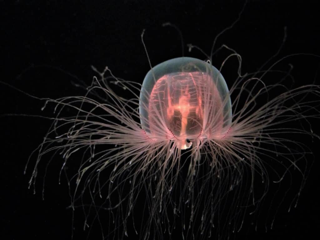 Immortal Jellyfish Lifespan: Average Life Expectancy and More!