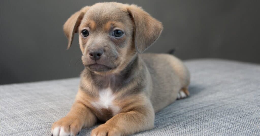 Chiweenie Prices in 2023: Purchase Cost, Vet Bills, and More!