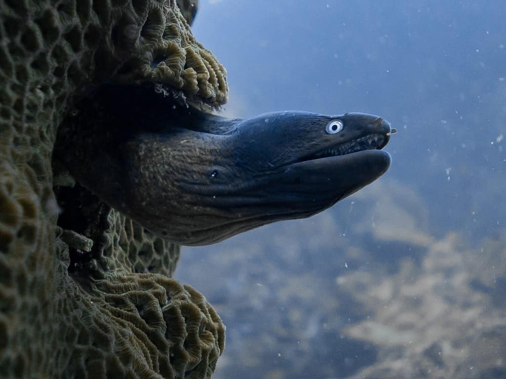 Baby Eel: 10 Pictures and 10 Amazing Facts