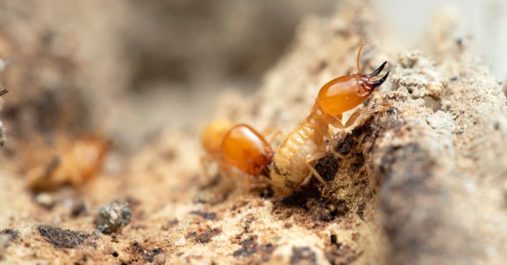 Termites in Arizona: Types, Risks, and How to Prevent Them