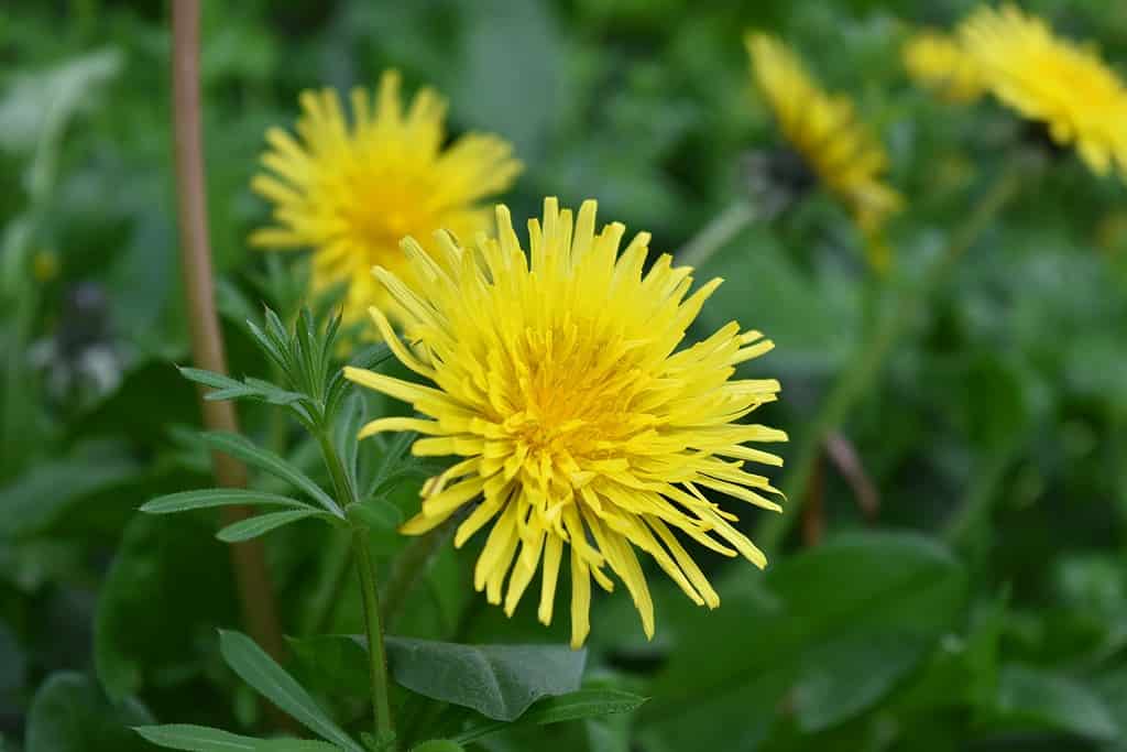 The 61 Best Plants to Grow to Make Your Own Delicious Tea