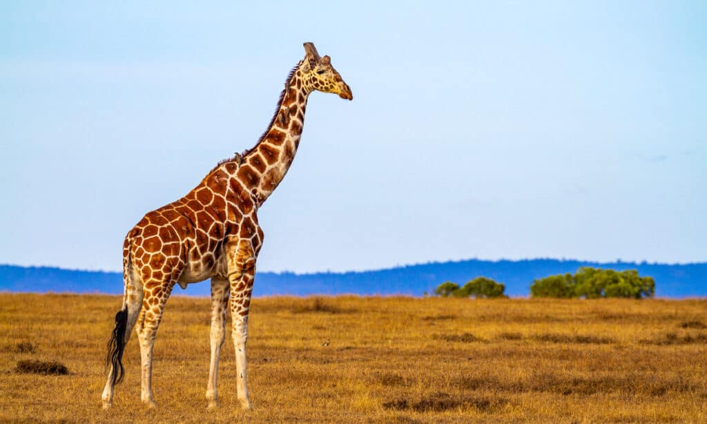 Watch a Lion With a Stomach Bigger Than His Brain Attack a Giraffe Only To Get Kicked In the Head