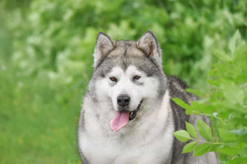 Alaskan Malamute Prices 2023: Purchase Cost, Vet Bills, and More!