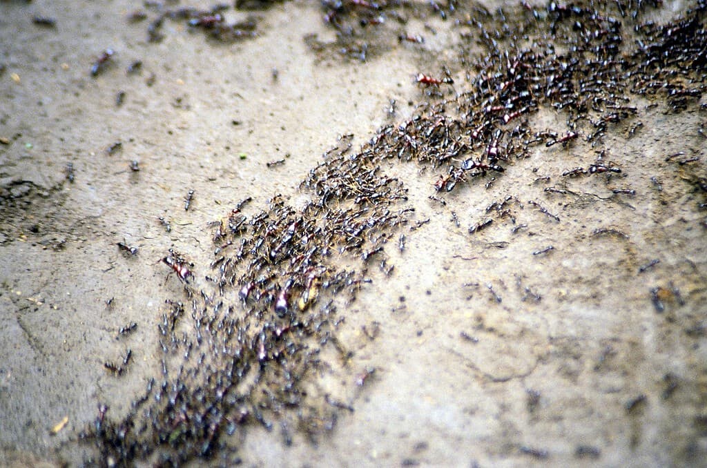 How Are Ant Hills Made? Plus 8 Other Facts About These Amazing Insects