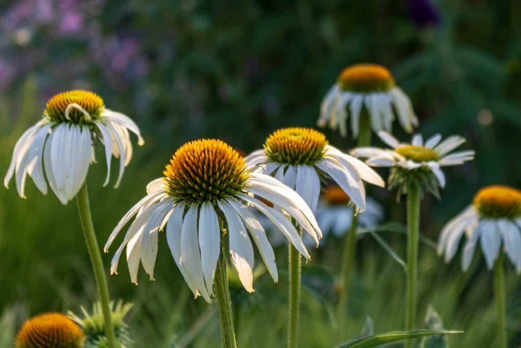 The 61 Best Plants to Grow to Make Your Own Delicious Tea