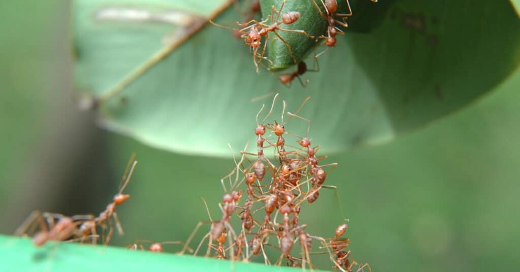 How Are Ant Hills Made? Plus 8 Other Facts About These Amazing Insects