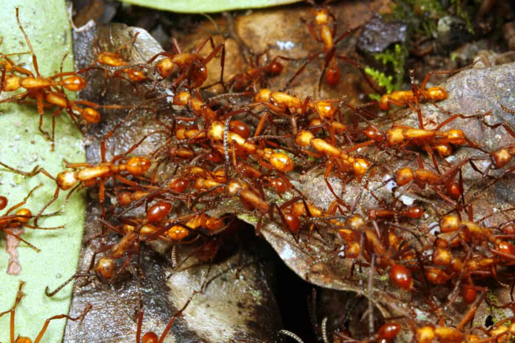 How Are Ant Hills Made? Plus 8 Other Facts About These Amazing Insects