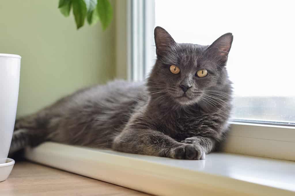 100 Amazing and Clever Grey And White Cat Names