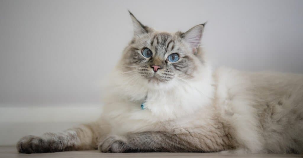 100 Amazing and Clever Grey And White Cat Names