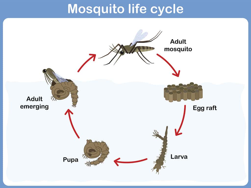 Baby Mosquito: 5 Pictures and How to Get Rid of Them