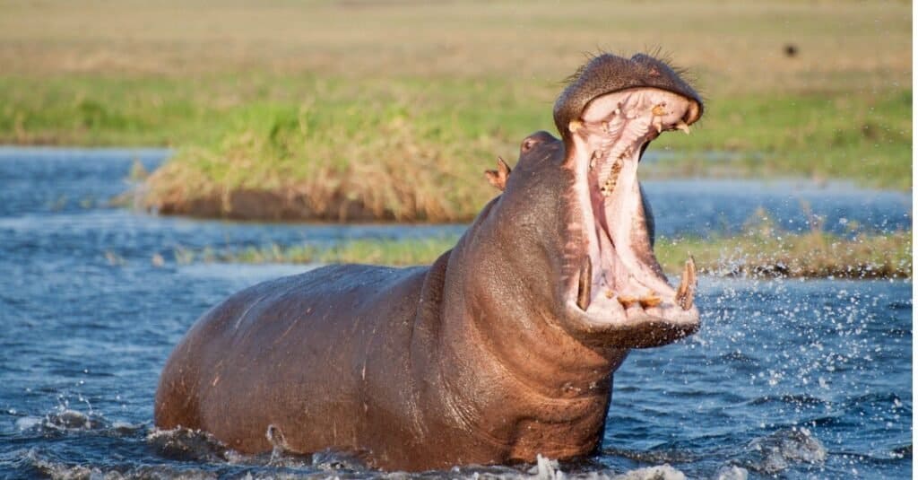 Watch This Lone Hippo Intimidate a Massive Herd of Buffalo