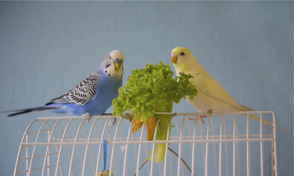 Male vs Female Parrots: 4 Key Differences