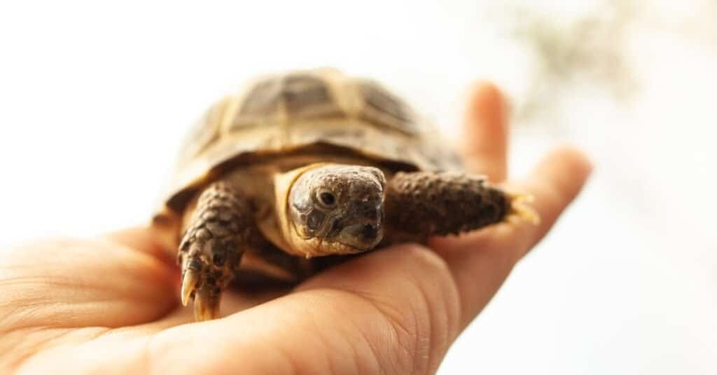 Hermann's Tortoise vs. Russian Tortoise: 7 Key Differences to Know