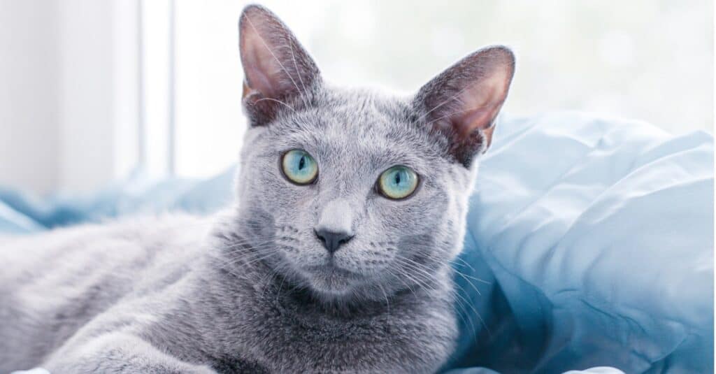 100 Amazing and Clever Grey And White Cat Names