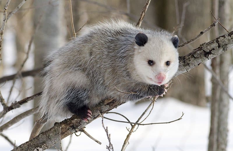 Do Possums Eat Rats?