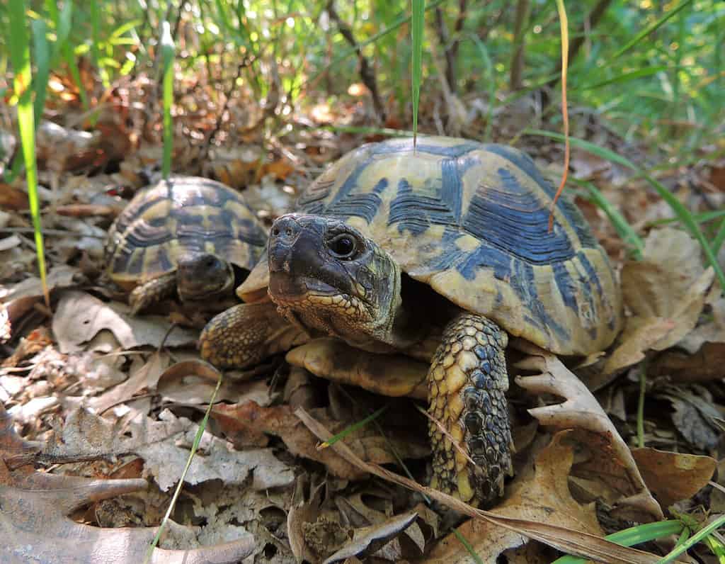 Hermann's Tortoise vs. Russian Tortoise: 7 Key Differences to Know