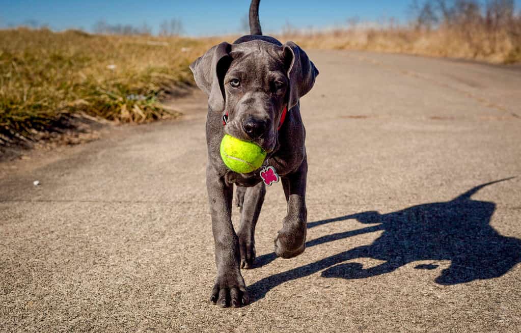 Male vs. Female Great Dane