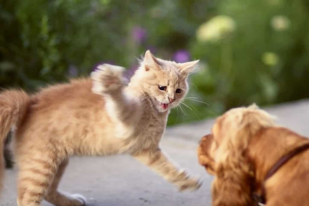 Kitten Thinks It's One of the Dogs and Jumps Into the Ocean With Its Buddies