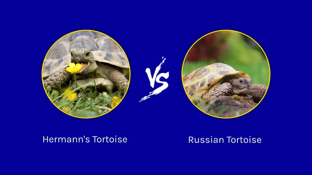 Hermann's Tortoise vs. Russian Tortoise: 7 Key Differences to Know