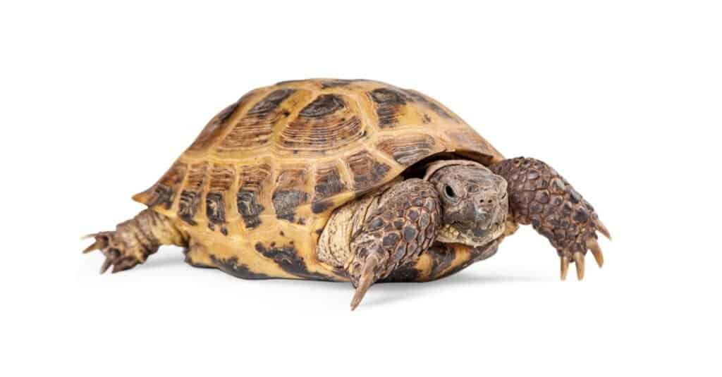 Hermann's Tortoise vs. Russian Tortoise: 7 Key Differences to Know