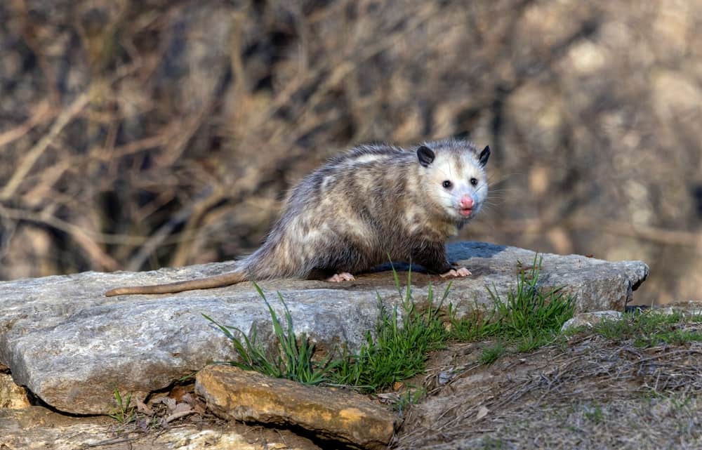 Discover 10 Predators That Hunt and Eat Rats