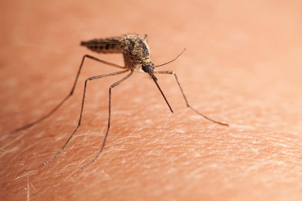 Baby Mosquito: 5 Pictures and How to Get Rid of Them