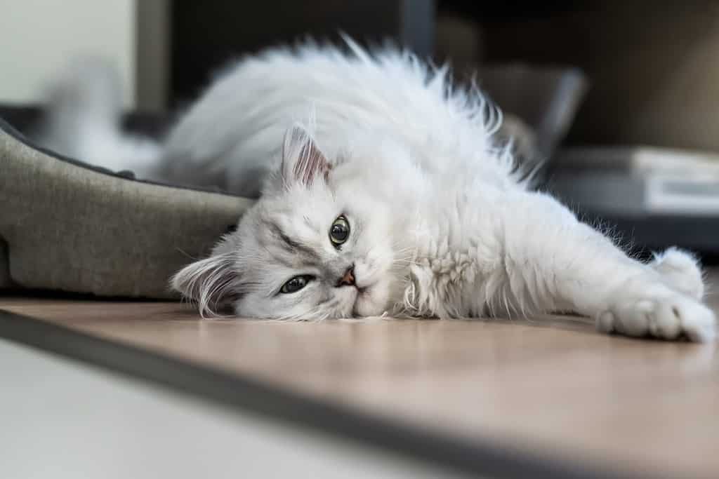 100 Amazing and Clever Grey And White Cat Names