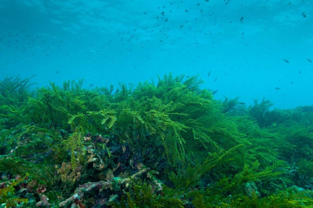 The 5 Most Common Plants That Grow on the Ocean Floor