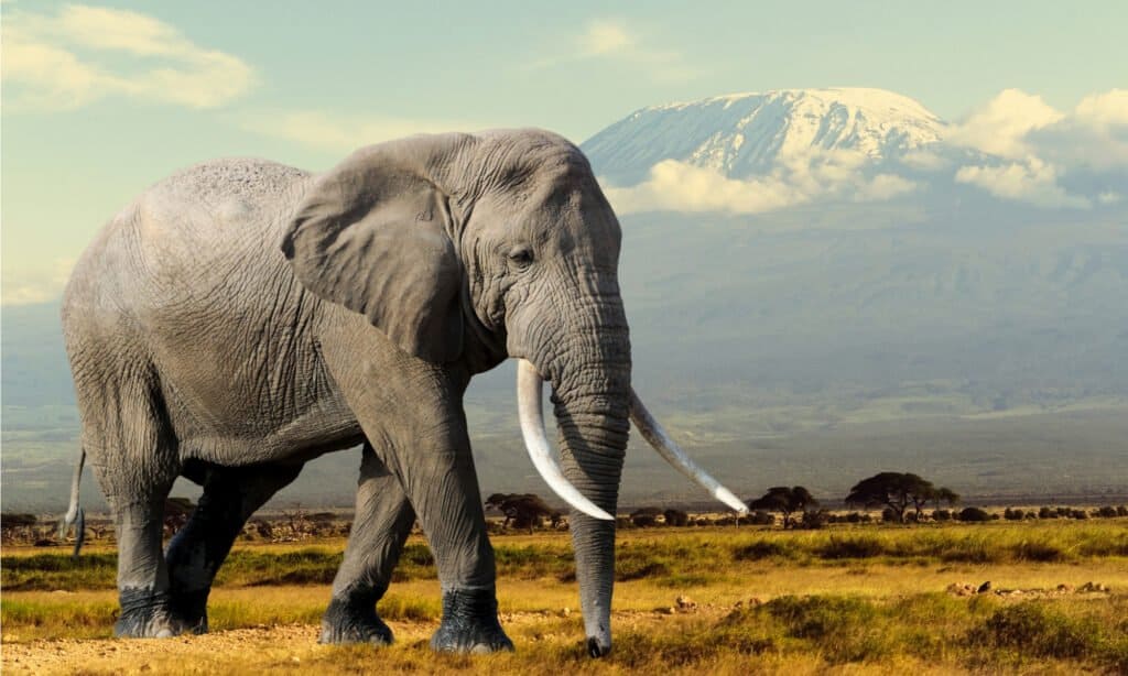 Huge Elephant Males Act Like a Bunch of Buddy Boys as They Roll Around in the Dust