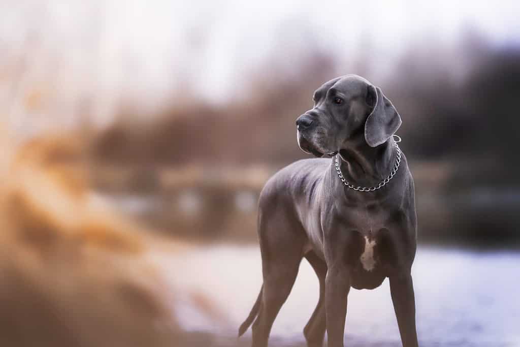 Male vs. Female Great Dane